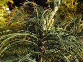 Pinus strobus 'Contorta' 